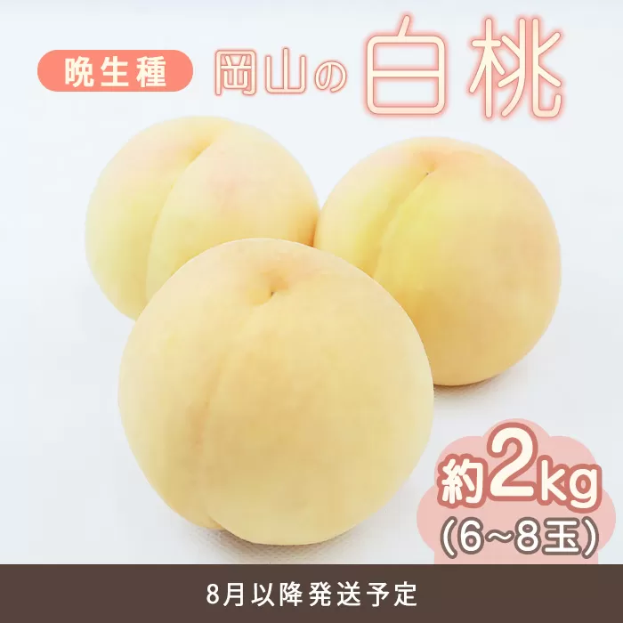 岡山の白桃 晩生種 約2kg（6～8玉）