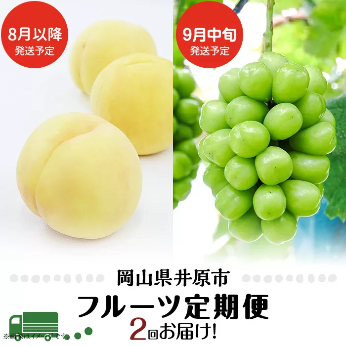 フルーツ 定期便 年2回 2026年 先行予約 岡山 晴王 シャインマスカット 白桃 晩生種 旬 果物 岡山県産 ぶどう もも 定期便