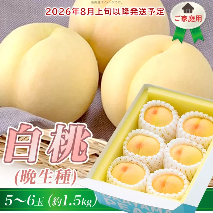 ご家庭用 白桃(晩生種) 5〜6玉(約1.5kg)[26年8月上旬以降の出荷分]