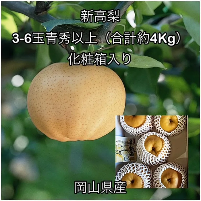 新高梨 3～6玉 青秀以上（約4.0kg） 岡山県産