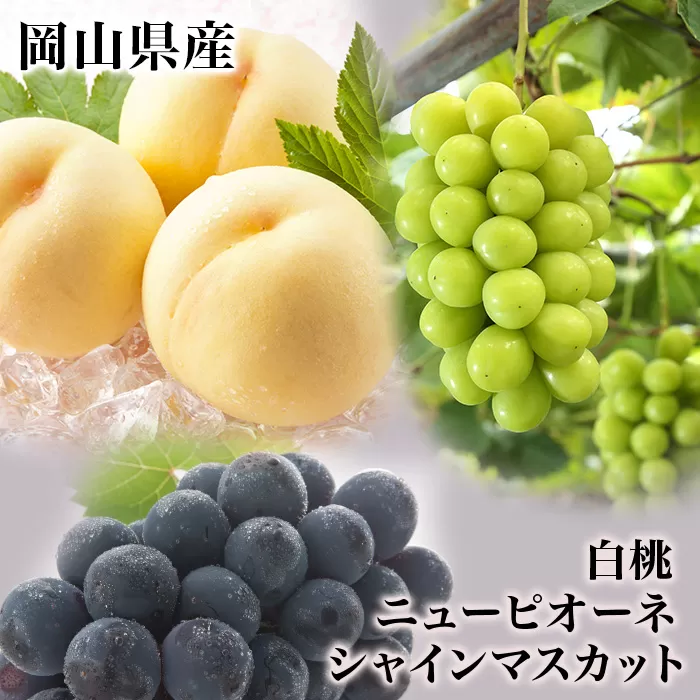岡山県産 詰合/白桃2玉(1玉220g以上)・ニューピオーネ1房(480g以上)・シャインマスカット「晴王」１房(480g以上) 化粧箱入り