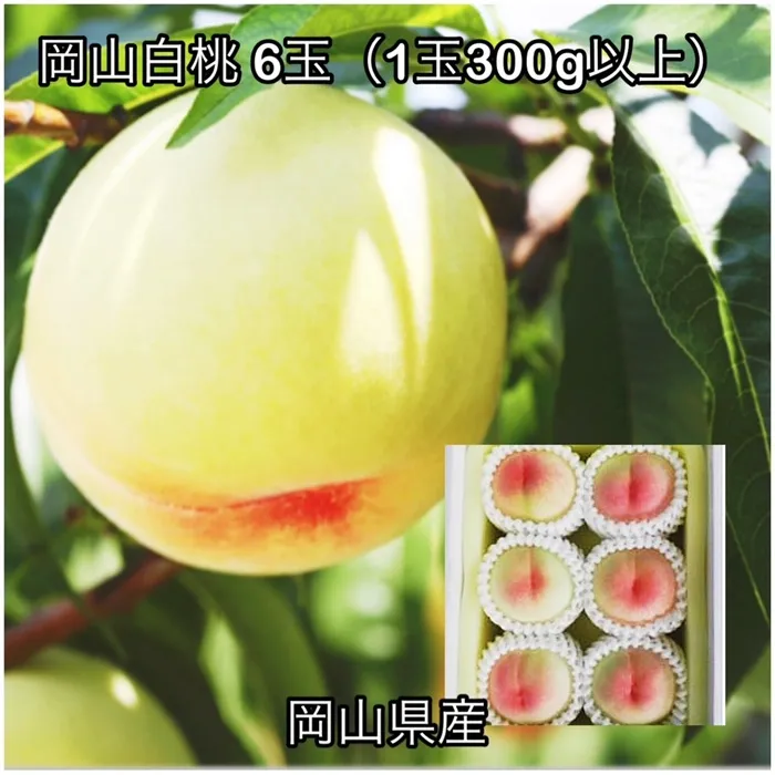 岡山白桃6玉(1玉300g以上)化粧箱入り岡山県産