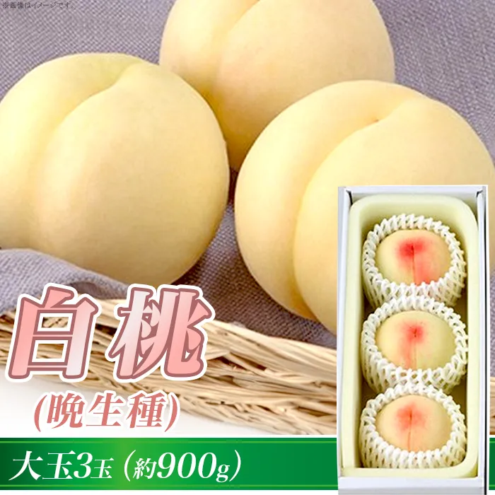 岡山の白桃（晩生種） 大玉3玉（約900g）【27年7月下旬以降に順次発送】