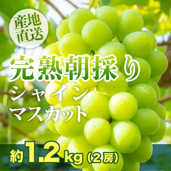 【完熟朝採り】シャインマスカット 2房 約1.2kg