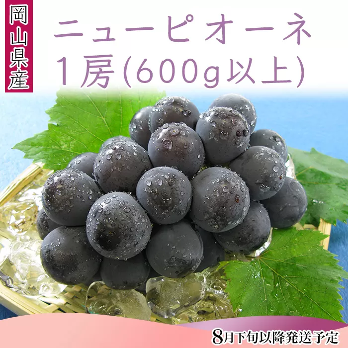 74-11 ニューピオーネ1房（600g以上）【2026年8月下旬～9月下旬頃発送予定】