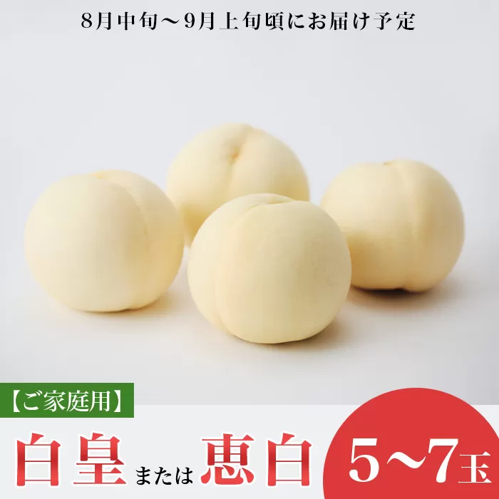 【ご家庭用】岡山白桃「白皇もしくは恵白」5～7玉【2026年8月中旬頃から順次発送】