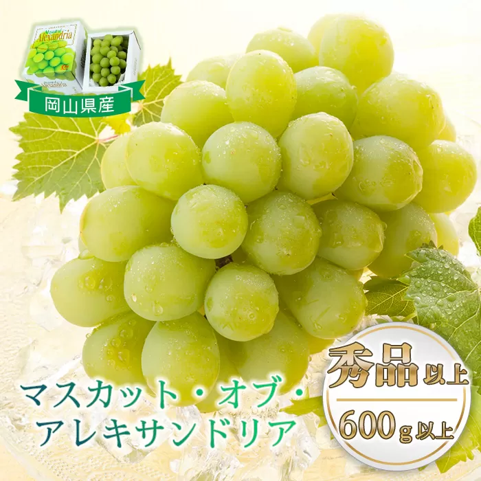 マスカットオブアレキサンドリア 1房(600g以上・秀品以上) 化粧箱入り