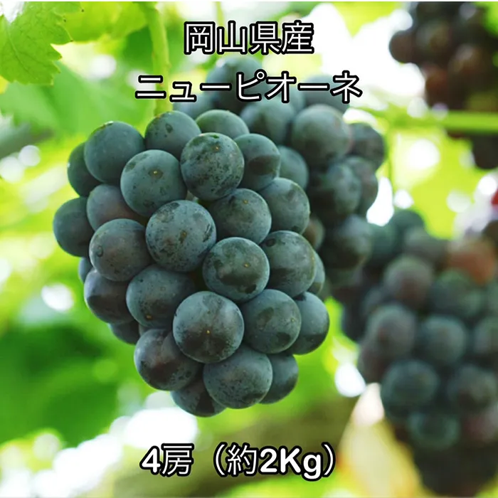 ニューピオーネ４房（約2kg） 岡山県産