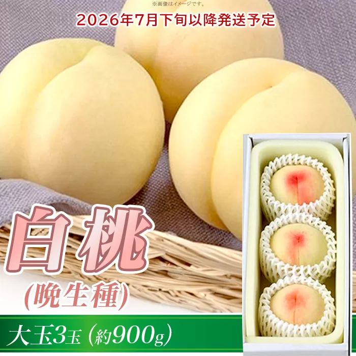岡山の白桃(晩生種) 大玉3玉(約900g)【26年7月下旬以降に順次発送】