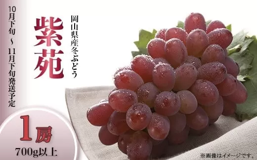 74-20 冬ぶどう「紫苑」1房（700g以上）【2025年10月下旬～11月下旬発送予定】