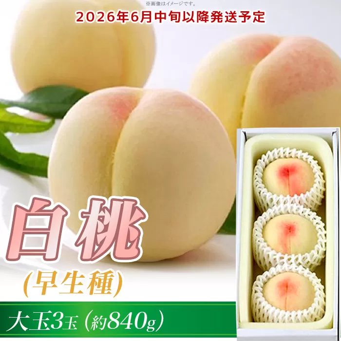 岡山の白桃(早生種)大玉3玉(約840g)【26年6月中旬以降に順次発送】