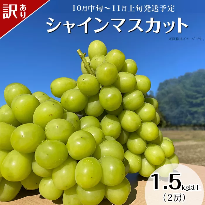 【訳あり】シャインマスカット 2房(1.5kg以上)【2026年10月中旬〜11月上旬発送予定】(星のさと・ぶどう工房)