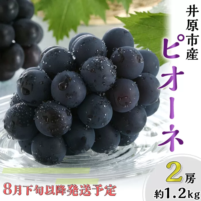 岡山県産 種無し ピオーネ2房（約1.2kg）【2026年8月下旬～9月中旬発送予定】（いばら愛菜館）