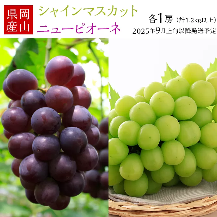 74-18 ぶどう2房（シャイマスカット・ニューピオーネ）計1.2kg以上【2025年9月上旬～10月上旬発送予定】