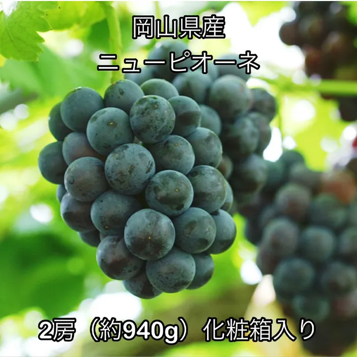 ニューピオーネ2房 (約940g) 化粧箱入り 岡山県産