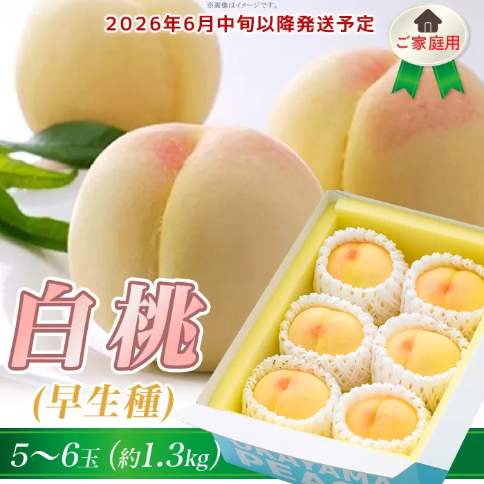 ご家庭用　岡山の白桃（早生種）5～6玉（約1.3kg）【26年6月中旬以降に順次発送】