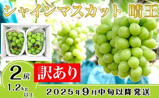 【訳あり】シャインマスカット晴王2房【2025年9月中旬～10月下旬発送予定】（いばら愛菜館）