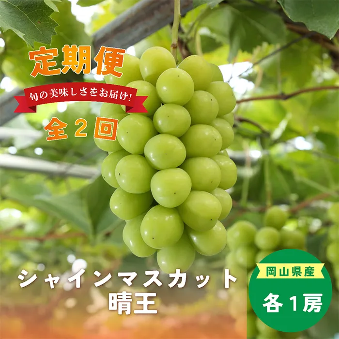 岡山県産 シャインマスカット『晴王』定期便 全2回