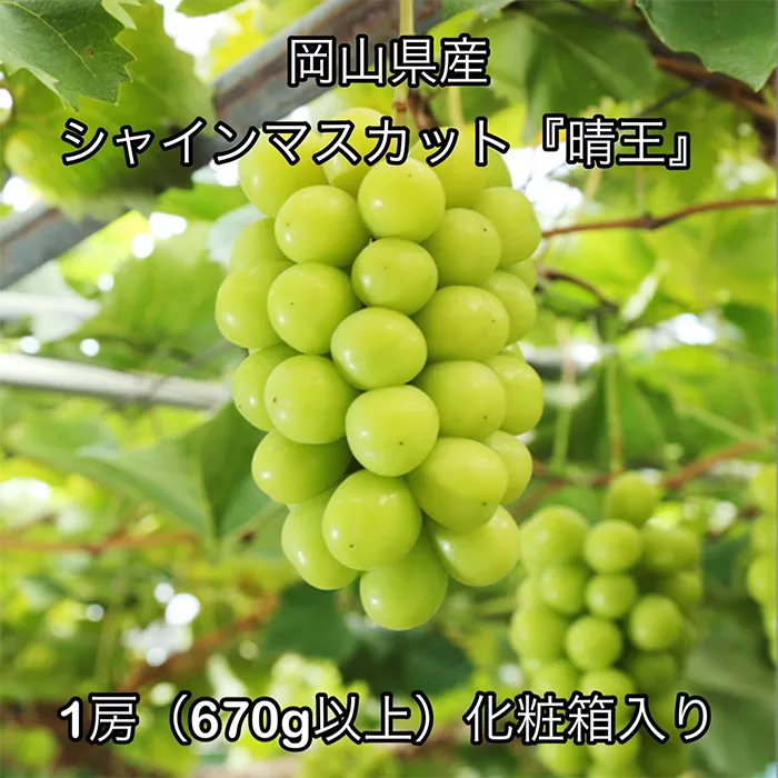 シャインマスカット「晴王」1房（670g以上）化粧箱入り 岡山県産
