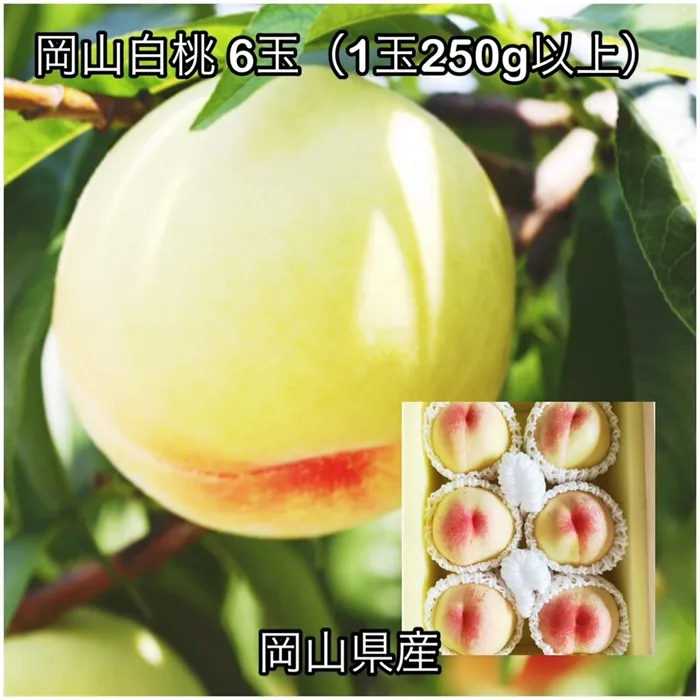 岡山白桃6玉(1玉250g以上)化粧箱入り岡山県産