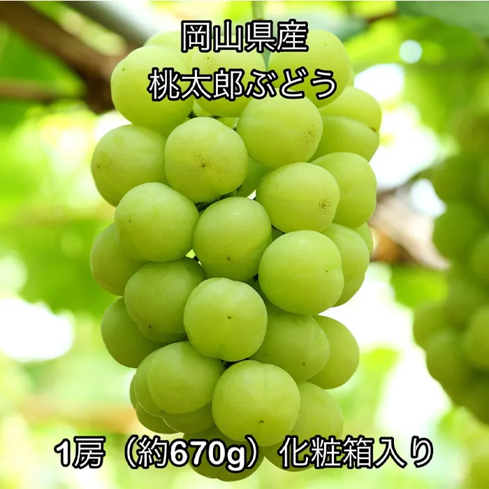 桃太郎ぶどう１房(約670g) 化粧箱入り 岡山県産