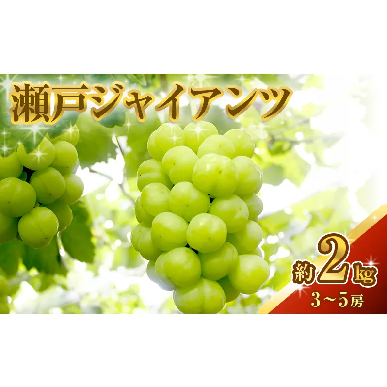 瀬戸ジャイアンツ 約2kg 3～5房 ぶどう 葡萄 フルーツ 岡山 高梁市産 2026年 先行予約 果物類 果物 