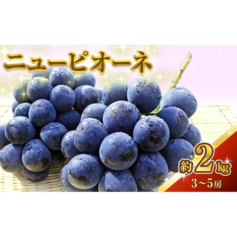 ニュー ピオーネ 約2kg 3～5房 ぶどう 葡萄 フルーツ 岡山 高梁市産 2026年 先行予約 果物類 果物 