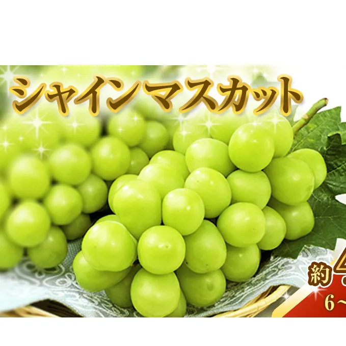 シャインマスカット 約4kg ぶどう 葡萄 フルーツ 岡山 高梁市産 2025年 先行予約 果物類 芳醇な香り 種なし 皮ごと 