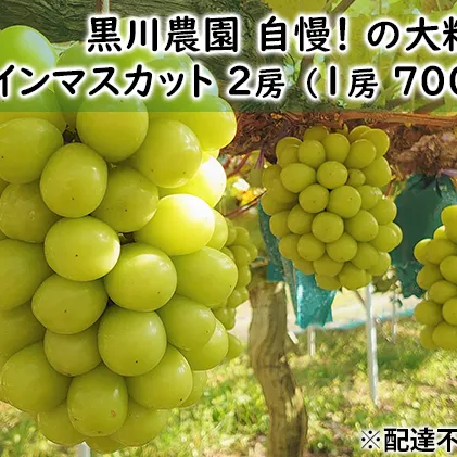 ぶどう 2025年 先行予約 黒川農園 自慢 ! の大粒 大房 シャイン マスカット 2房 （1房 700g以上） ブドウ 葡萄 岡山県産 国産 フルーツ 果物 ギフト 果物類 