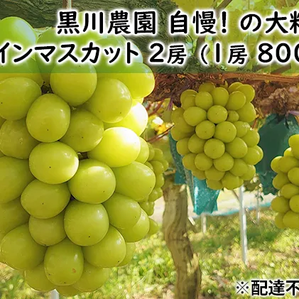 ぶどう 2025年 先行予約 黒川農園 自慢 ! の大粒 大房 シャイン マスカット 2房 （1房 800g以上） ブドウ 葡萄 岡山県産 国産 フルーツ 果物 ギフト 果物類 