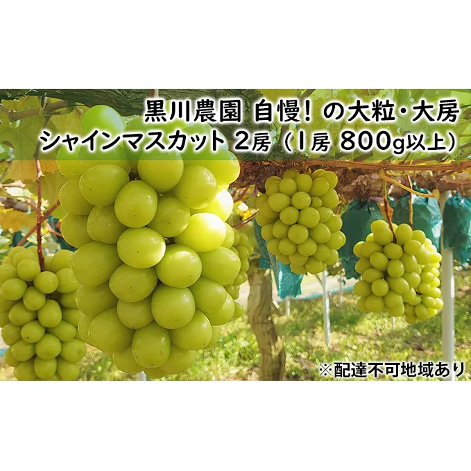 ぶどう 2025年 先行予約 黒川農園 自慢 ! の大粒 大房 シャイン マスカット 2房 （1房 800g以上） ブドウ 葡萄 岡山県産 国産 フルーツ 果物 ギフト 果物類 