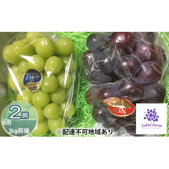 ぶどう食比べセット 2房 合計1kg前後 葡萄 フルーツ 岡山 高梁市産 ぜきお農園 ぶどうclub 2026年 先行予約 果物類 マスカット 果物 