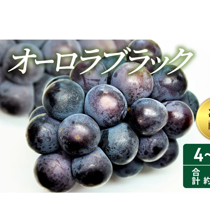2025年 先行予約 オーロラブラック 4～5房 合計約2kg 冷蔵配送 ぶどう 葡萄 フルーツ 果物 岡山 岡山のぶどう 食後 デザート 産地直送 大粒 爽やか 食べやすい 