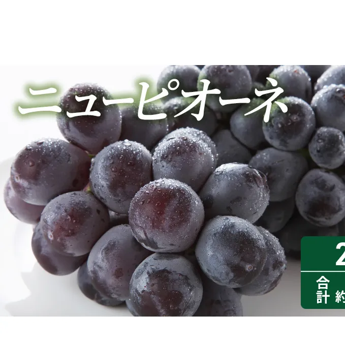  2025年 先行予約 ニューピオーネ 2房 合計約1kg 常温配送 ぶどう 葡萄 フルーツ 果物 岡山 岡山のぶどう 食後 デザート 産地直送 大粒 食べ応え ちょうどよい甘さ 種無し 