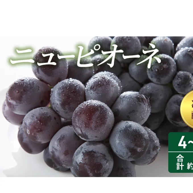 2025年 先行予約 ニューピオーネ 4～5房 合計約2kg 冷蔵配送 ぶどう 葡萄 フルーツ 果物 岡山 岡山のぶどう 食後 デザート 産地直送 大粒 食べ応え ちょうどよい甘さ 種無し 