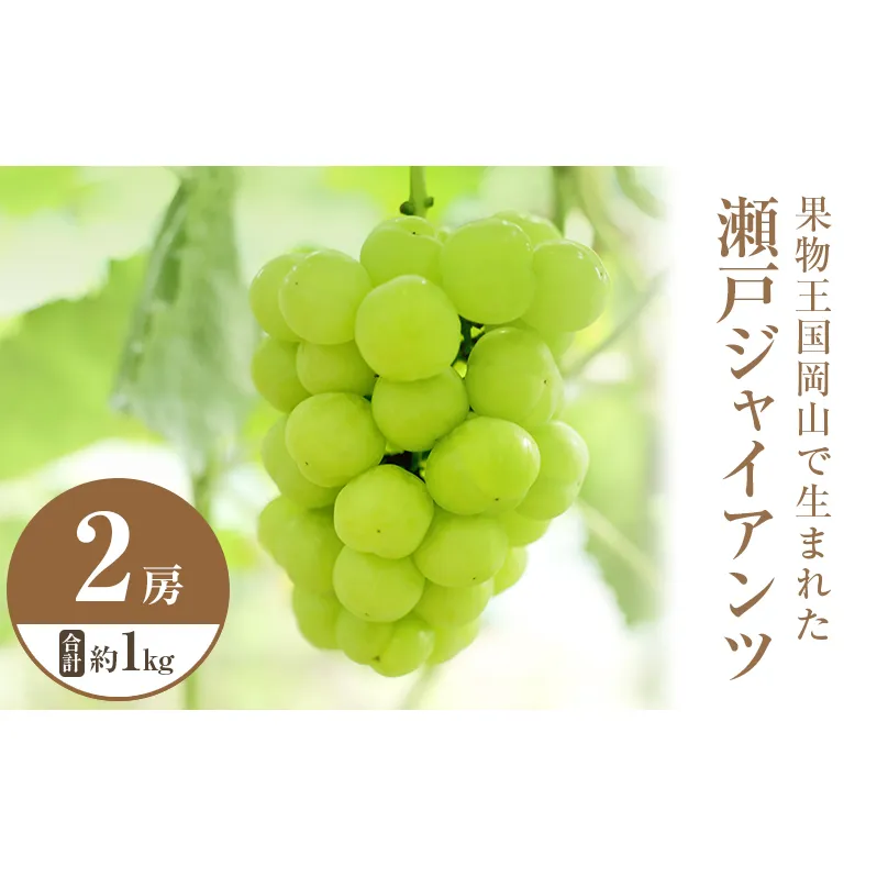2025年 先行予約 瀬戸ジャイアンツ 2房 合計約1kg 常温配送 ぶどう 葡萄 フルーツ 果物 岡山 岡山のぶどう 食後 デザート 産地直送 皮ごと 酸味が少ない 爽やか 甘い 