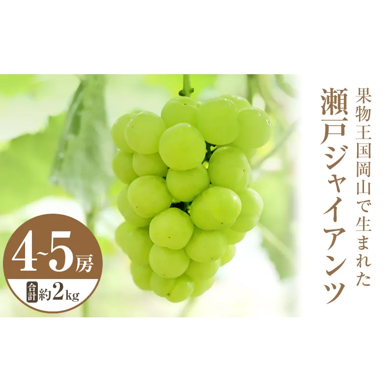 2025年 先行予約 瀬戸ジャイアンツ 4～5房 合計約2kg 常温配送 ぶどう 葡萄 フルーツ 果物 岡山 岡山のぶどう 食後 デザート 産地直送 皮ごと 酸味が少ない 爽やか 甘い 