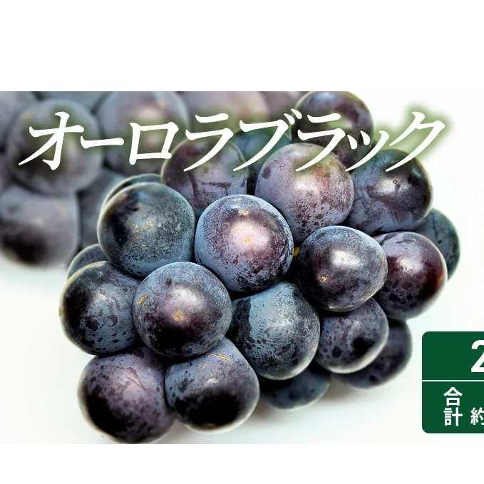 2025年 先行予約 オーロラブラック 2房 合計約1kg 常温配送 ぶどう 葡萄 フルーツ 果物 岡山 岡山のぶどう 食後 デザート 産地直送 大粒 爽やか 食べやすい 