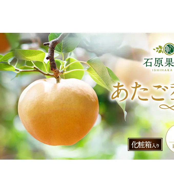梨 2026年 先行予約 あたご梨 2玉 (1玉 約950g) 化粧箱【11月下旬～12月中旬頃発送】 ナシ なし 岡山県産 国産 フルーツ 果物 ギフト 石原果樹園 繊細な味 ジャンボ梨