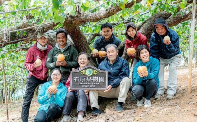 梨 2025年 先行予約 あたご梨 4~9玉 合計約4kg 化粧箱【11月 梨 2025年 先行予約 あたご梨 4~9玉 合計約4kg 化粧箱【11月