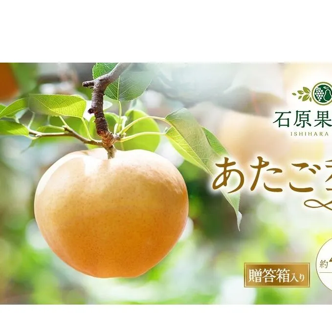 梨 2026年 先行予約 あたご梨 3～9玉 合計約4.5kg 贈答箱【11月下旬～12月中旬頃発送】 ナシ なし 岡山県産 国産 フルーツ 果物 ギフト 石原果樹園 繊細な味 ジャンボ梨