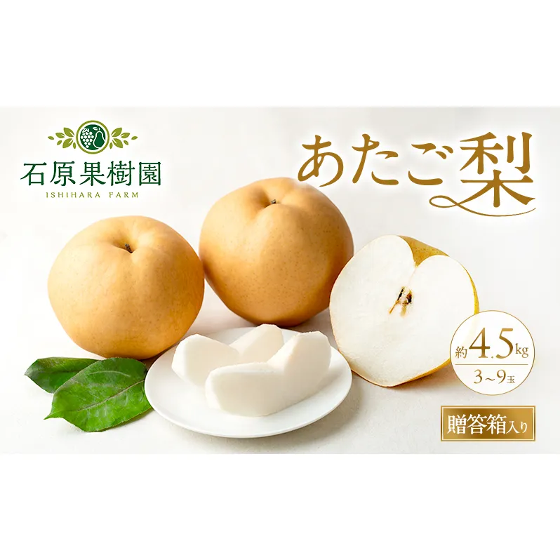 梨 2026年 先行予約 あたご梨 3～9玉 合計約4.5kg 贈答箱【11月下旬～12月中旬頃発送】 ナシ なし 岡山県産 国産 フルーツ 果物 ギフト 石原果樹園 繊細な味 ジャンボ梨 