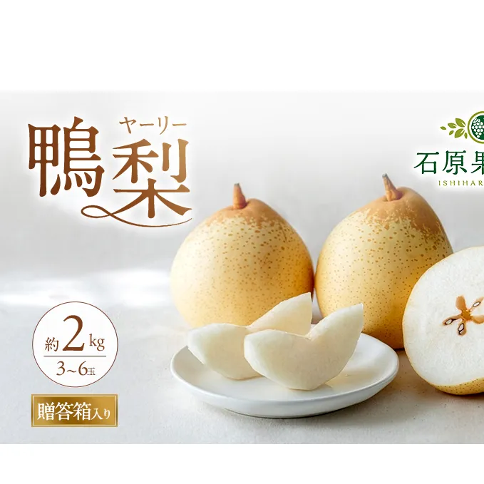 梨 2026年 先行予約 鴨梨（ヤーリー）3～6玉 合計約2kg 贈答箱【11月下旬～12月中旬頃発送】 ナシ なし 岡山県産 国産 フルーツ 果物 ギフト 石原果樹園 風味豊か 上品 希少な梨