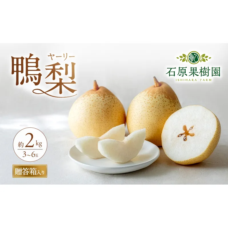 梨 2026年 先行予約 鴨梨（ヤーリー）3～6玉 合計約2kg 贈答箱【11月下旬～12月中旬頃発送】 ナシ なし 岡山県産 国産 フルーツ 果物 ギフト 石原果樹園 風味豊か 上品 希少な梨 