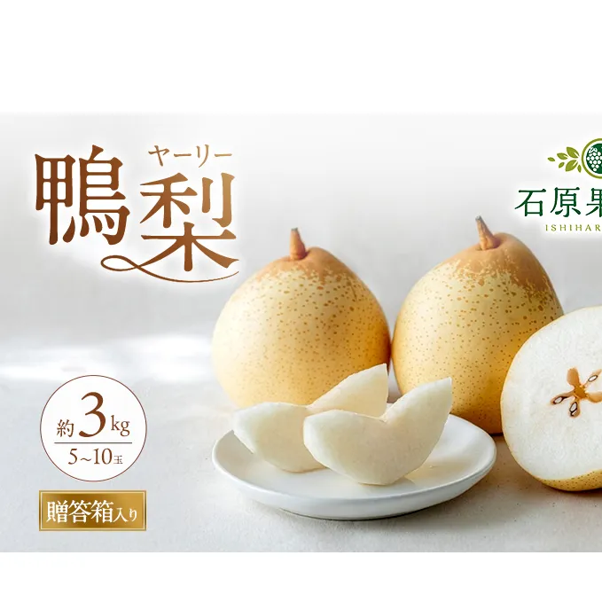 梨 2026年 先行予約 鴨梨（ヤーリー）5～10玉 合計約3kg 贈答箱【11月下旬～12月中旬頃発送】 ナシ なし 岡山県産 国産 フルーツ 果物 ギフト 石原果樹園 風味豊か 上品 希少な梨