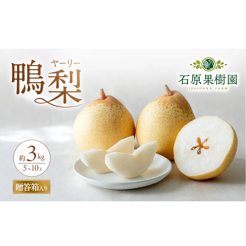 梨 2026年 先行予約 鴨梨（ヤーリー）5～10玉 合計約3kg 贈答箱【11月下旬～12月中旬頃発送】 ナシ なし 岡山県産 国産 フルーツ 果物 ギフト 石原果樹園 風味豊か 上品 希少な梨 