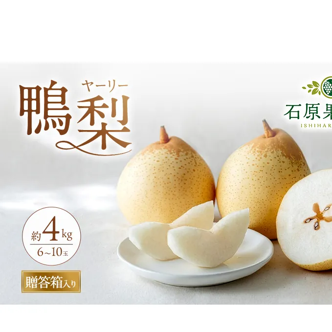 梨 2026年 先行予約 鴨梨（ヤーリー）6～10玉 約4kg 贈答箱【11月下旬～12月中旬頃発送】 ナシ なし 岡山県産 国産 フルーツ 果物 ギフト 石原果樹園 風味豊か 上品 希少な梨