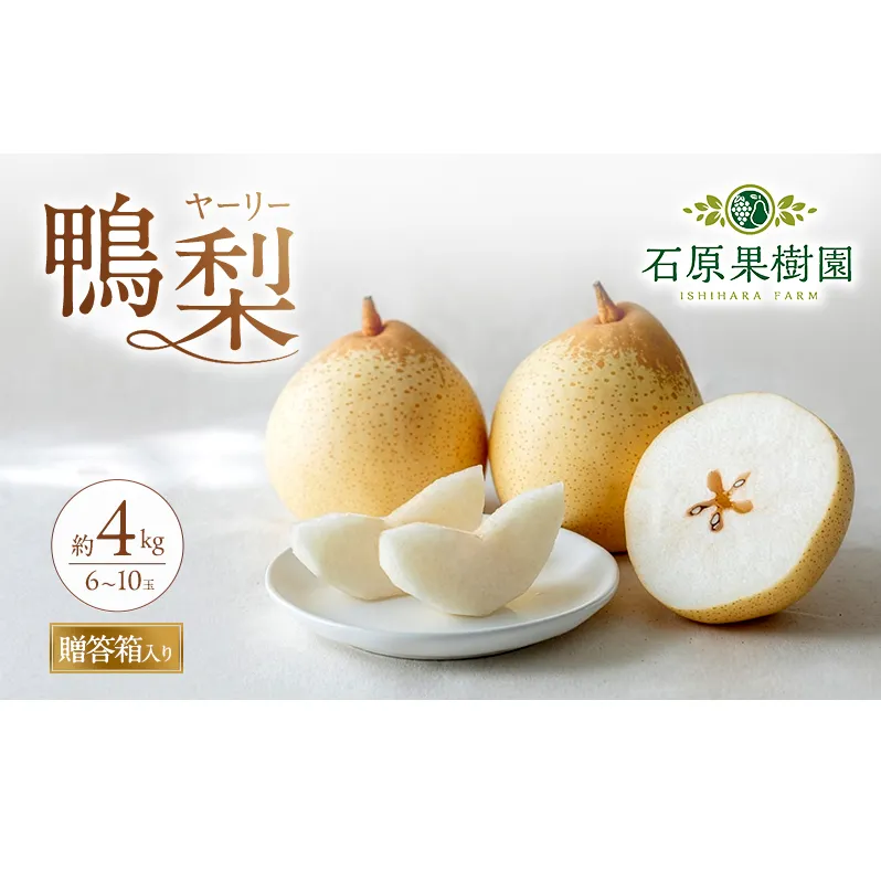 梨 2026年 先行予約 鴨梨（ヤーリー）6～10玉 約4kg 贈答箱【11月下旬～12月中旬頃発送】 ナシ なし 岡山県産 国産 フルーツ 果物 ギフト 石原果樹園 風味豊か 上品 希少な梨 