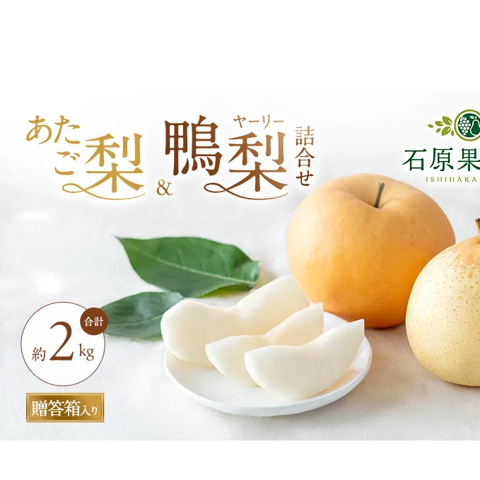 梨 2026年 先行予約 あたご梨・鴨梨（ヤーリー）詰合せ 合計約2kg あたご1～2玉 鴨梨2玉 贈答箱【11月下旬～12月中旬頃発送】 ナシ なし 岡山県産 国産 フルーツ 果物 ギフト 石原果樹園 食べ比べ