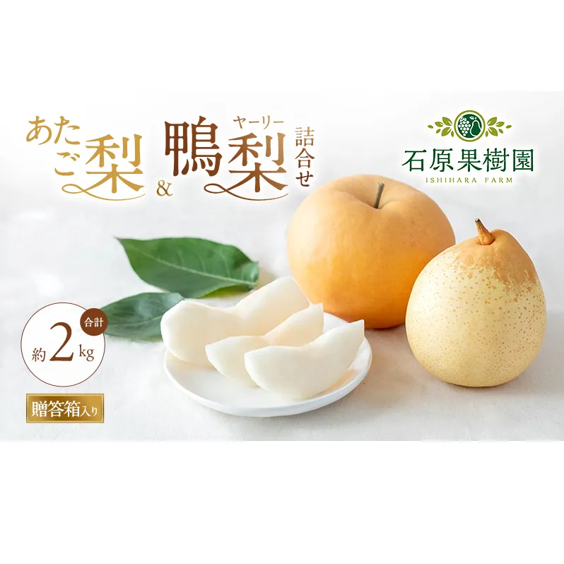 梨 2026年 先行予約 あたご梨・鴨梨(ヤーリー)詰合せ 合計約2kg あたご1~2玉 鴨梨2玉 贈答箱【11月下旬~12月中旬頃発送】 ナシ なし 岡山県産 国産 フルーツ 果物 ギフト 石原果樹園 食べ比べ